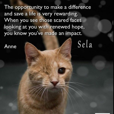 FAT KATZ - Pet Shelter and Rescue in Albuquerque, New Mexico