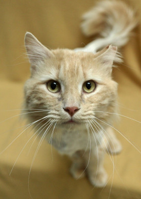 Sparta TNR Inc. - Pet Shelter and Rescue in Sparta, Wisconsin