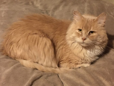 Small Town Community Cats INC - Pet Shelter and Rescue in La Barge, Wyoming