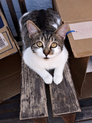 You Gotta Love Them, Inc. - Pet Shelter and Rescue in Las Vegas, Nevada