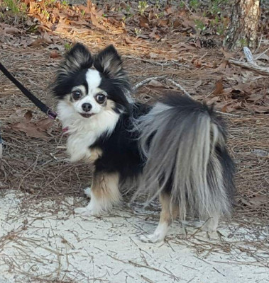 Sandhills Chihuahua Rescue - Pet Shelter and Rescue in Columbia, South Carolina