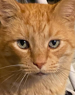 4 The Cats Oregon - Pet Shelter and Rescue in Albany, Oregon