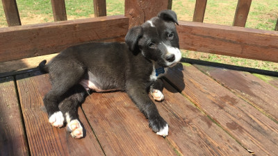 Shooting Star Animal Rescue - Pet Shelter and Rescue in Polkton, North Carolina