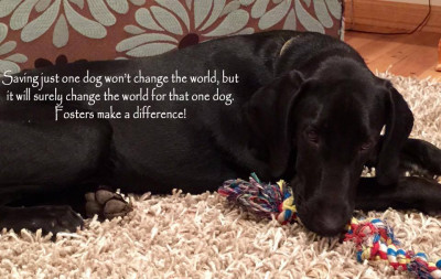 Angels On Wheels Animal Rescue NFP - Pet Shelter and Rescue in Naperville, Illinois