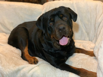 Great Divide Animal Rescue Inc - Pet Shelter and Rescue in Burlington, North Carolina