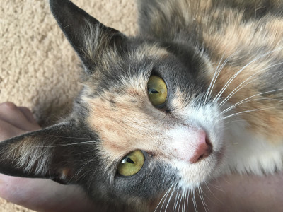 Must Love Cats Rescue - Pet Shelter and Rescue