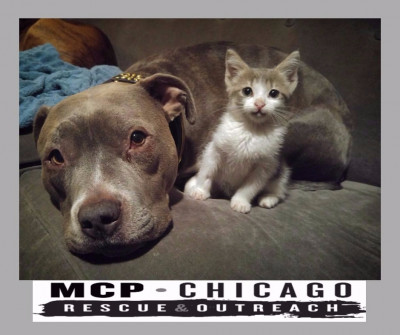 Mission Compassion Paw Rescue - Pet Shelter and Rescue in Chicago, Illinois