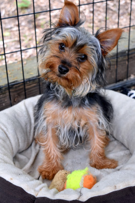 SEn Rescue Sanctuary - Pet Shelter and Rescue in Elma, Washington