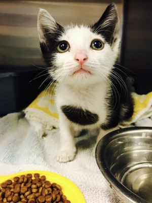 Best Care Animal Hospital - Pet Shelter and Rescue in New Port Richey, Florida