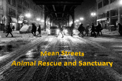 Mean Streets - Pet Shelter and Rescue in Keego Harbor, Michigan