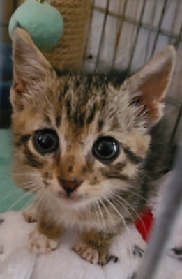 Catapalooza, Inc. - Pet Shelter and Rescue in Alafaya, Florida