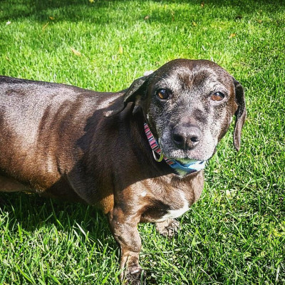 Friends4Pets - Pet Shelter and Rescue in San Martin, California