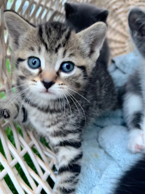 Oceana County Animal Friends - Pet Shelter and Rescue in Mears, Michigan