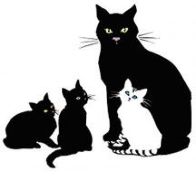 Here Kitty Kitty - Pet Shelter and Rescue in Paterson, New Jersey