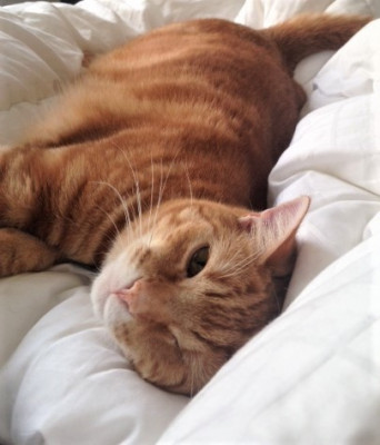 Meows Kitty Cat Rescue Inc. - Pet Shelter and Rescue in West Orange, New Jersey