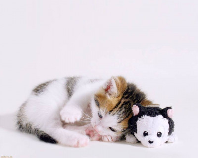Puurrrfect Paws Rescue - Pet Shelter and Rescue in Clarksville, Tennessee