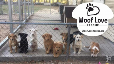 Woof Love Animal Rescue, Inc - Pet Shelter and Rescue in Collingswood, New Jersey
