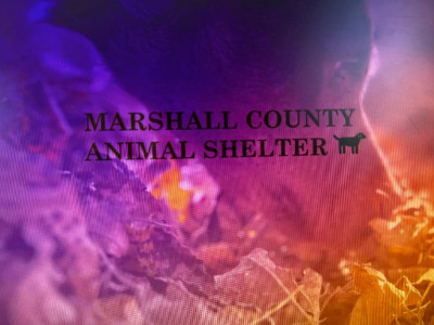 Marshall County AL Animal Control - Pet Shelter and Rescue in Albertville, Alabama