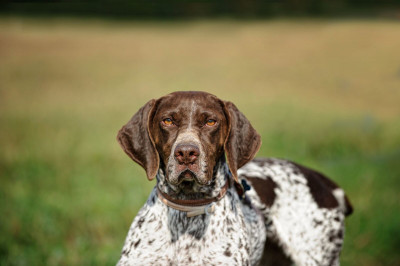 Minnesota Birddog Rescue - Pet Shelter and Rescue in Saint Paul, Minnesota
