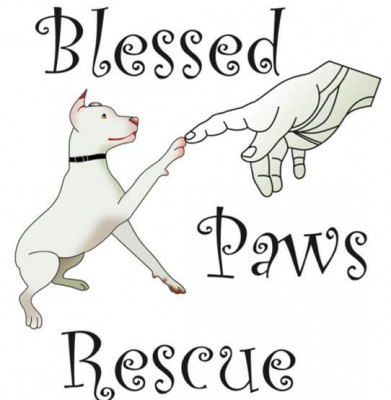Blessed Paws Animal Rescue Inc - Pet Shelter and Rescue in Lake Worth Beach, Florida