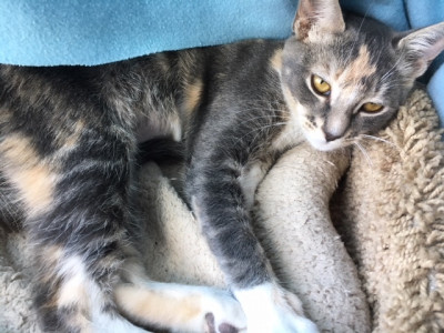 Community Cats, Inc. Dba Catty Shack - Pet Shelter and Rescue in Prescott, Arizona