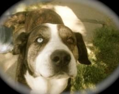 Ozzies Pound Puppies - Pet Shelter and Rescue in Concord, California