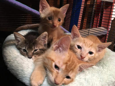 St. Clair TNR & Rescue - Pet Shelter and Rescue in Swansea, Illinois