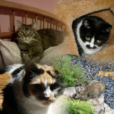 Illiana Rescue - Pet Shelter and Rescue in Dyer, Indiana