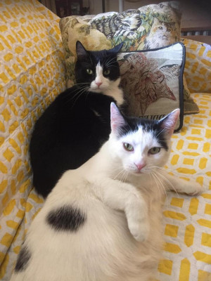 Tigersden Rescue - Pet Shelter and Rescue in Providence, Rhode Island