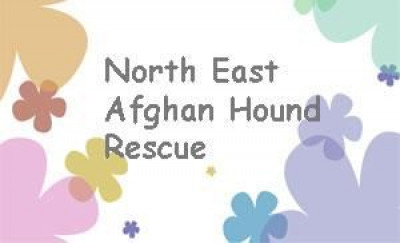 North East Afghan Hound Rescue, Inc - Pet Shelter and Rescue in Danvers, Massachusetts