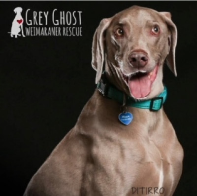 Grey Ghost Weimaraner Rescue - Pet Shelter and Rescue in Monument, Colorado