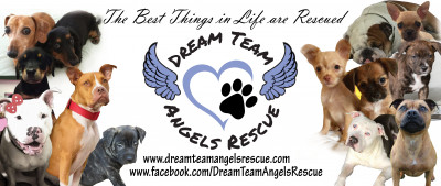 Dream Team Angels Rescue - Pet Shelter and Rescue in Grand Terrace, California