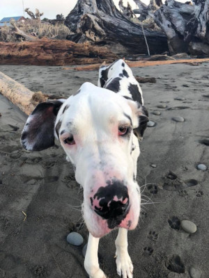 Lavender Haven Sanctuary - Pet Shelter and Rescue in Kelso, Washington