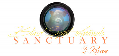 Blind Spot Animals Sanctuary - Pet Shelter and Rescue in Durham, North Carolina