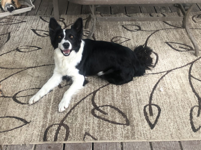 Freckles And Tomcat Rescue  - Pet Shelter and Rescue in Hardin, Montana