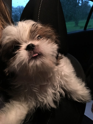 Forever Saving Angels, Inc - Pet Shelter and Rescue