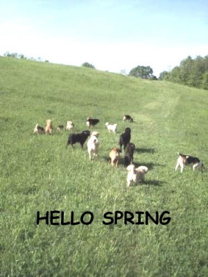 CAMELOT Puppy Sanctuary - Pet Shelter and Rescue in McArthur, Ohio