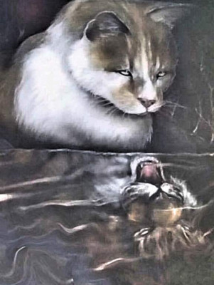 Tiny Tigers Rescue - Pet Shelter and Rescue in Mount Airy, North Carolina