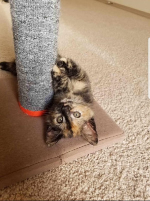 The Homeward Bound Project Of MS - Pet Shelter and Rescue in MS STATE UNIV, Mississippi