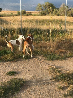San Nicola Dog Rescue - Pet Shelter and Rescue in Broomfield, Colorado