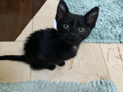 CatVando - Pet Shelter and Rescue in Maywood, Illinois