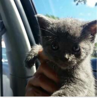 Fur Real - Pet Shelter and Rescue in New York, New York