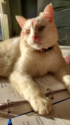 CatNap From The Heart Inc. - Pet Shelter and Rescue in La Grange Park, Illinois