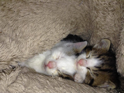 Quality Of Life Rehab And Foster - Pet Shelter and Rescue in Ocala, Florida