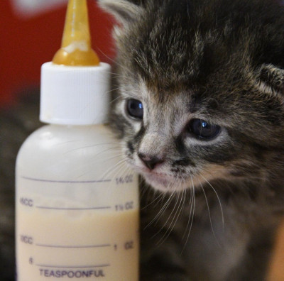 For The Love Of Kittens, Inc - Pet Shelter and Rescue in Ross, Ohio