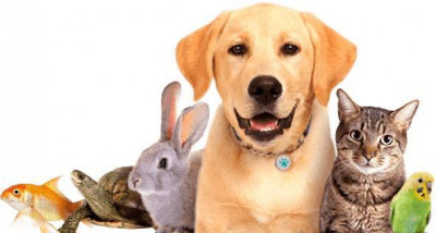 Inky Animal Rescue - Pet Shelter and Rescue in Sellersburg, Indiana