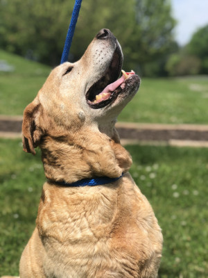Sunshine Bridge Animal Rescue  - Pet Shelter and Rescue in College Grove, Tennessee