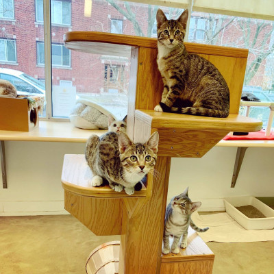 Harmony House For Cats - Pet Shelter and Rescue in Chicago, Illinois