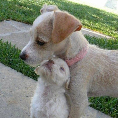 Saving Shelter Souls - Pet Shelter and Rescue in La Palma, California