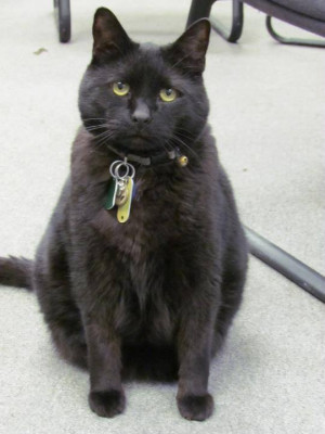 Chesapeake Animal Services - Pet Shelter and Rescue in Chesapeake, Virginia